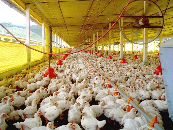 Carne de frango &eacute; o principal produto da pauta de exporta&ccedil;&otilde;es de Santa Catarina - Cidasc/Arquivo