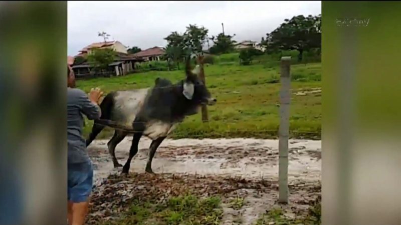 Fato que provocou in&uacute;meros ferimentos ao animal, que teve de ser sacrificado – Foto: Reprodu&ccedil;&atilde;o/RICTV Record TV