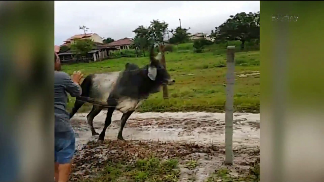 Adolescente flagrado em farra do boi é sentenciado a liberdade assistida