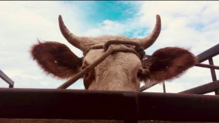 Farra do boi: como começou, por que é crime e qual a pena para a prática?