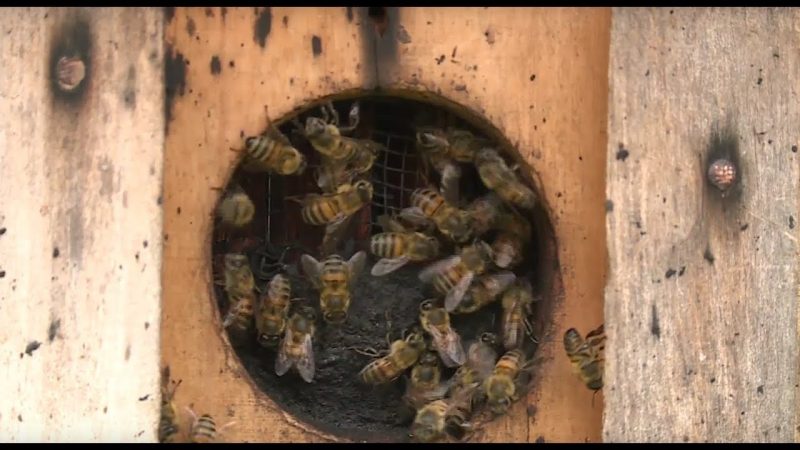 Abelhas também são animais peçonhentos