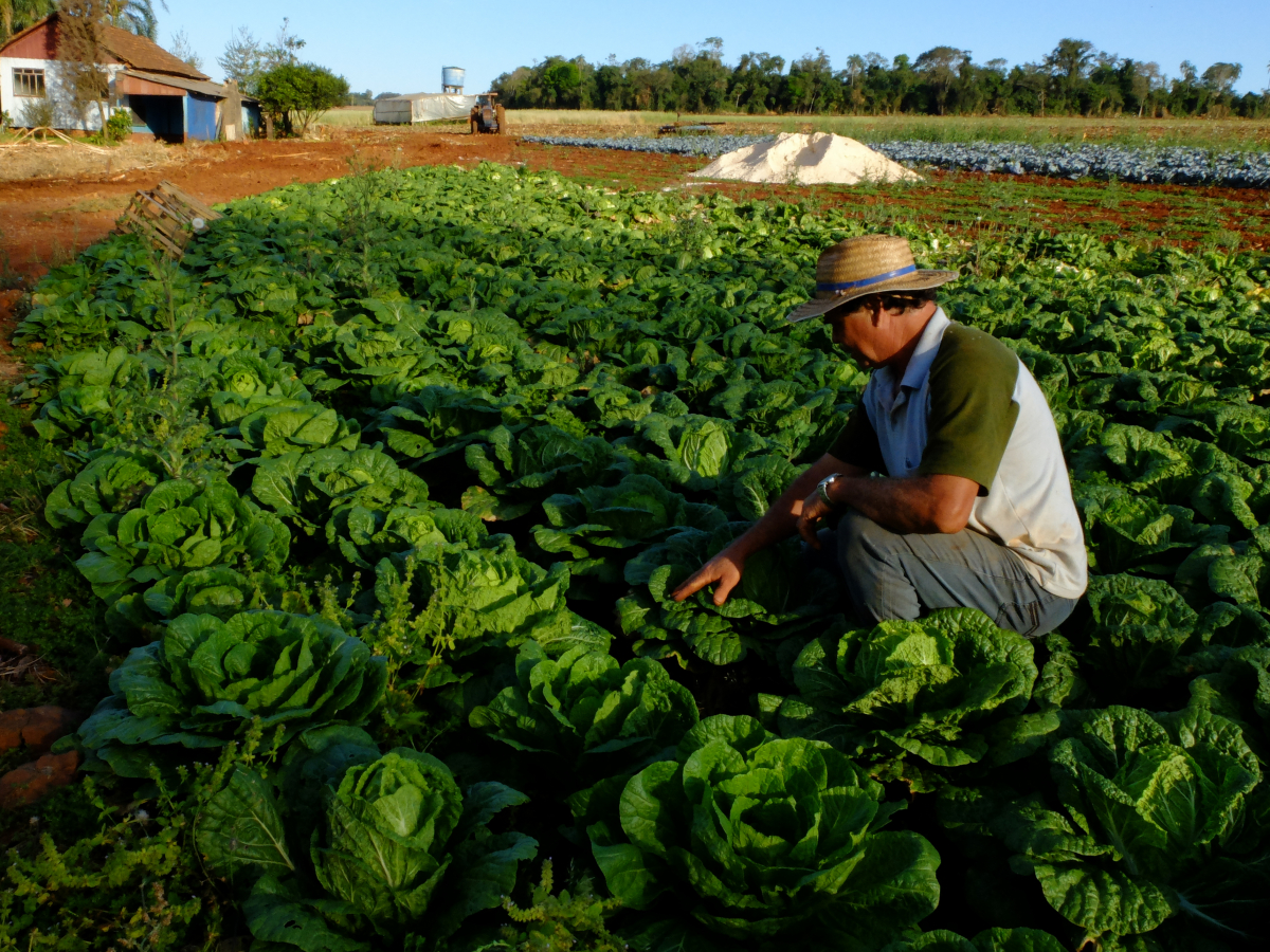 Na lista de ocupações dos candidatos, agricultor ficou em segundo lugar