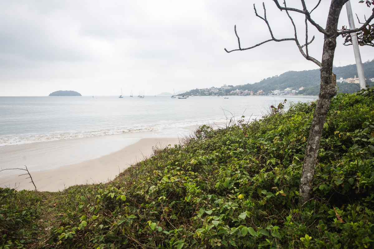 área de restinga na praia de Florianópolis