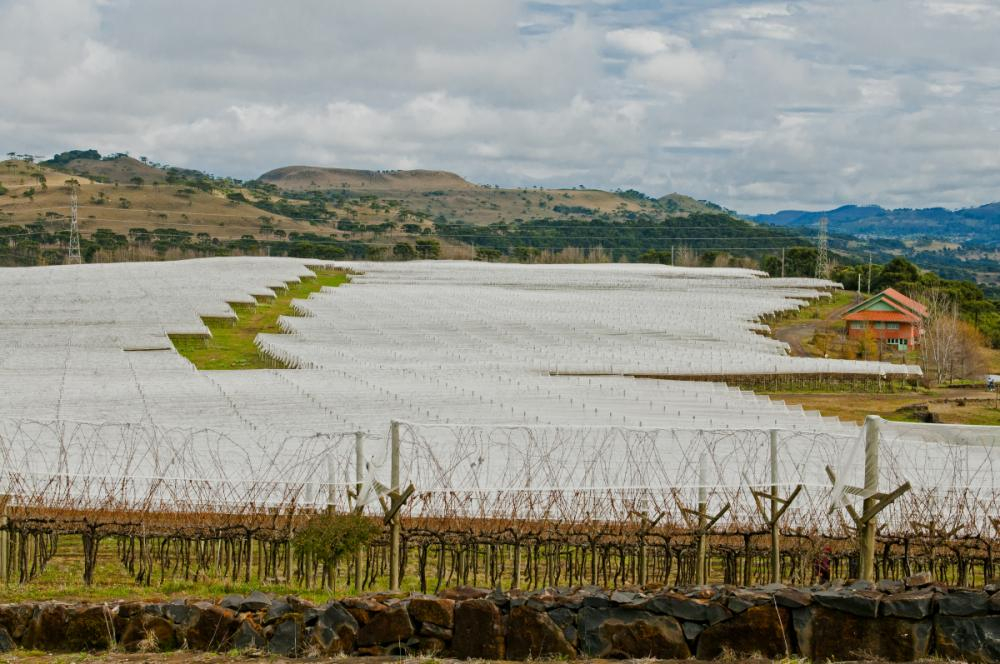 Vin&iacute;cola Villa Francioni, planta&ccedil;&atilde;o de uva, S&atilde;o Joaquim - Markito/Divulga&ccedil;&atilde;o Santur 