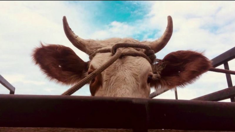 Até um barco já foi usado para transportar o animal e despistar a polícia – Foto: Reprodução/RICTV Record TV
