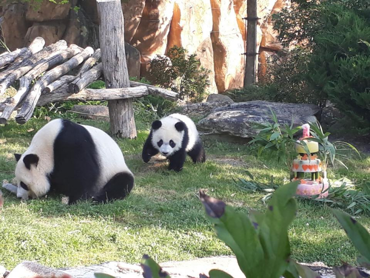 Beb&ecirc; panda recebeu bolo em comemora&ccedil;&atilde;o ao seu primeiro anivers&aacute;rio - Zoo de Beauval/Divulga&ccedil;&atilde;o/ND