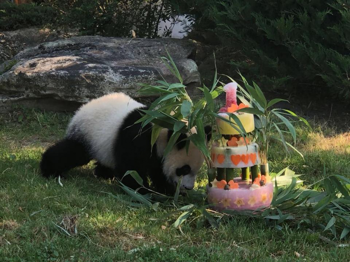 Yuan Meng &eacute; o primeiro beb&ecirc; panda nascido na Fran&atilde; - Zoo de Beauval/Divulga&ccedil;&atilde;o/ND