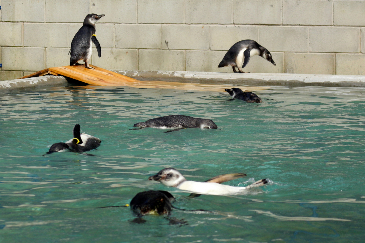 Pinguins e tartarugas são devolvidos à natureza após reabilitação em Rio  Grande; vídeo, Rio Grande do Sul