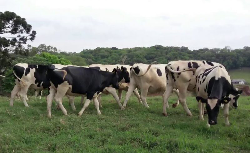 Vaca é furtada e carneada em Rio dos Cedros – Foto: Reprodução NDTV/Arquivo