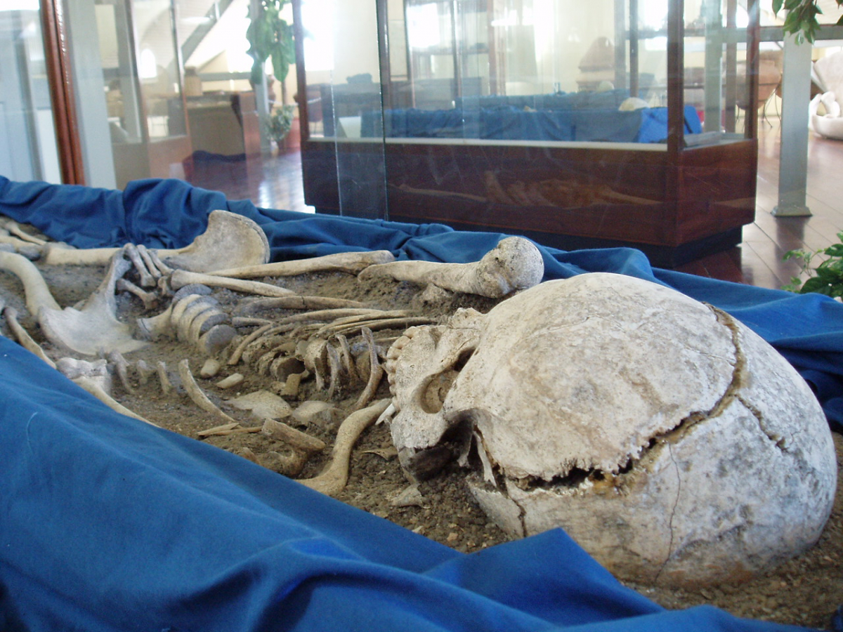 Foto de uma ossada humana. Ela dentro de uma estrutura feita em madeira e vidro e exposta no Museu do Homem do Sambaqui, em Florianópolis. 