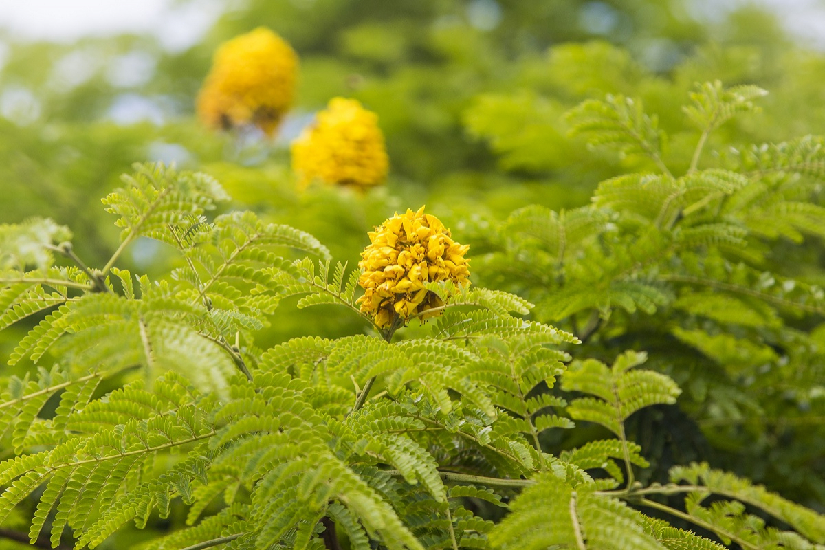 Garapuvu - Flávio Tin/ND