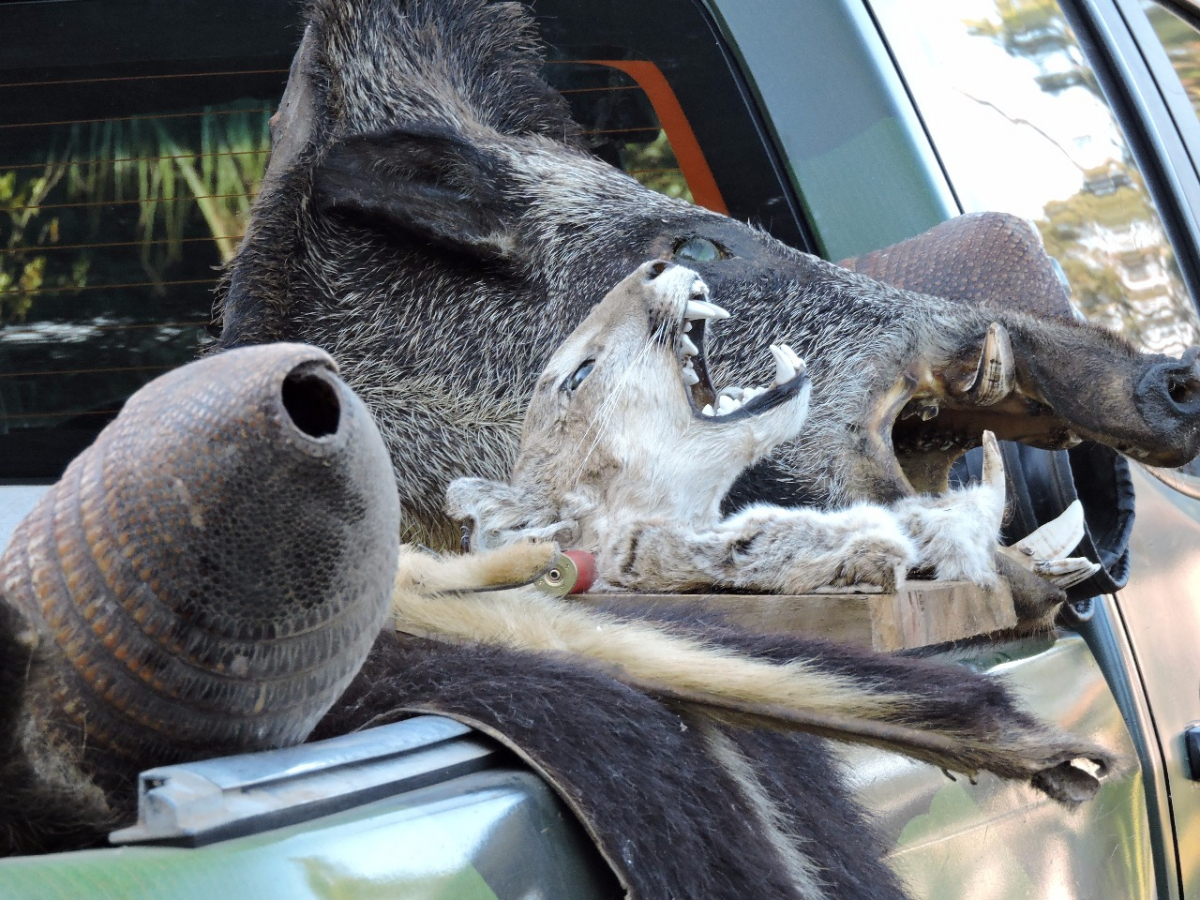 Cabeças de animais silvestres foram encontradas no local - PMSC/Divulgação