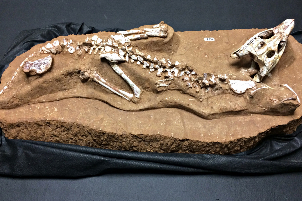 Batizado de Caipirasuchus mineirus, o r&eacute;ptil de apenas 70 cm foi apresentado ao p&uacute;blico - Neto Talmeli/Folhapress