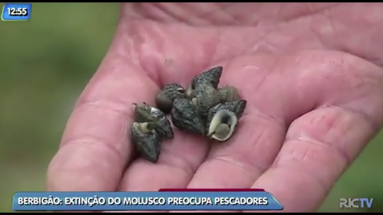 Berbigão de cultivo teria maior volume de vendas na região do que as ostras