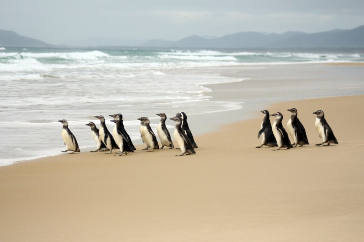 19 pinguins-de-magalhães foram soltos na manhã nesta segunda-feira no Leste da Ilha - Nilson Coelho/R3 Animal