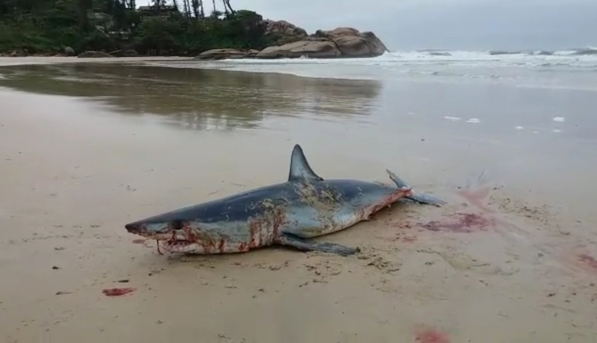 Tubarão foi encontrado morto na praia da Joaquina - Divulgação, ND