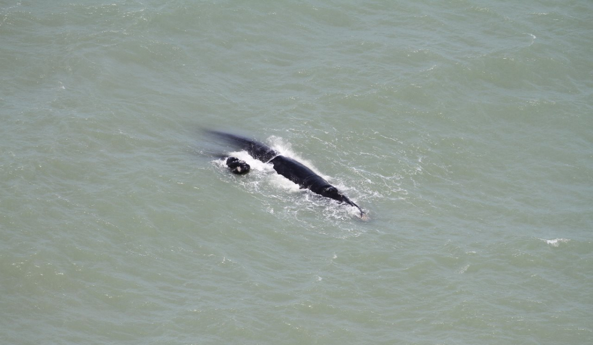 Equipes avistaram sete grupos de mãe e filhote de baleia franca - Instituto Australis/Projeto Baleia Franca/Divulgação/ND