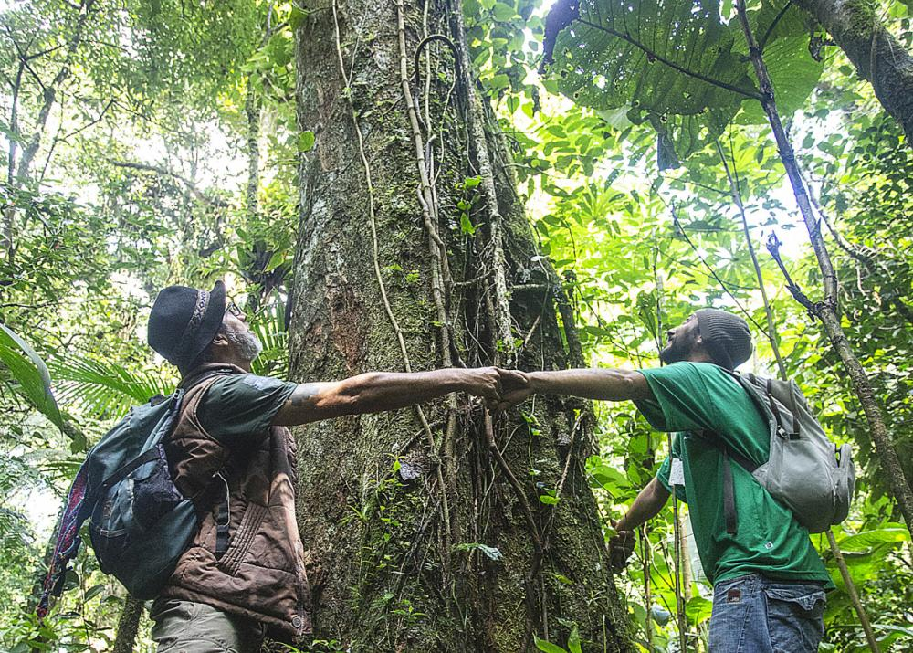 A canela-preta representava até 70% dos exemplares de uma floresta e, desde 1992, entrou para a lista de ameaçadas de extinção - Daniel Queiroz/ND