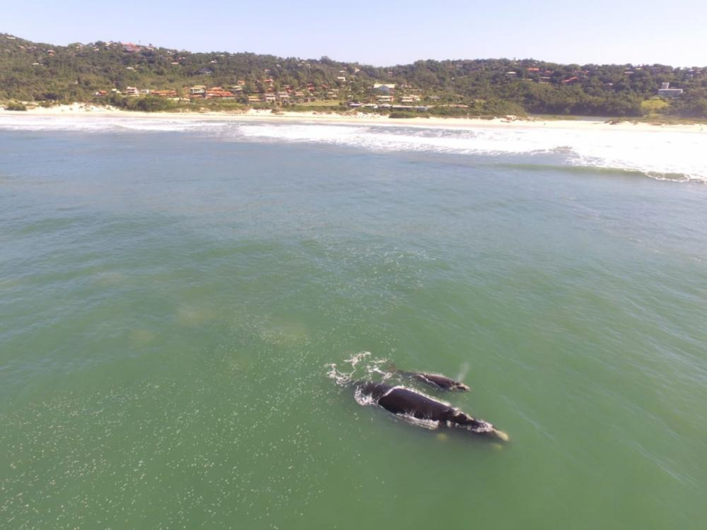 Além do balneário da praia do Rosa, as baleias também estão ocupando outros no Litoral Sul - Projeto Baleia Franca-Instituto Australis/Divulgação/ND