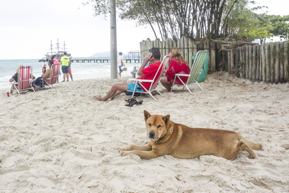 Projeto de lei prevê áreas específicas para cães em praias de Florianópolis - Marco Santiago/ND