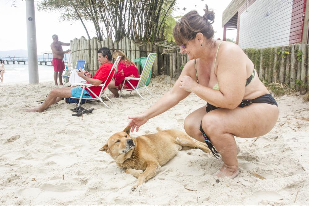 Projeto de lei prevê áreas para cães nas praias de Florianópolis - Marco Santiago/ND