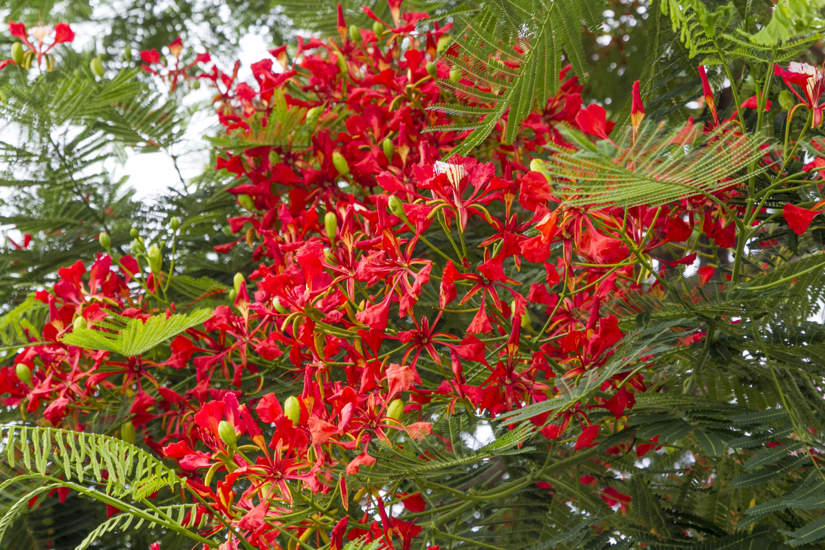 Com flores vermelhas e copas largas,