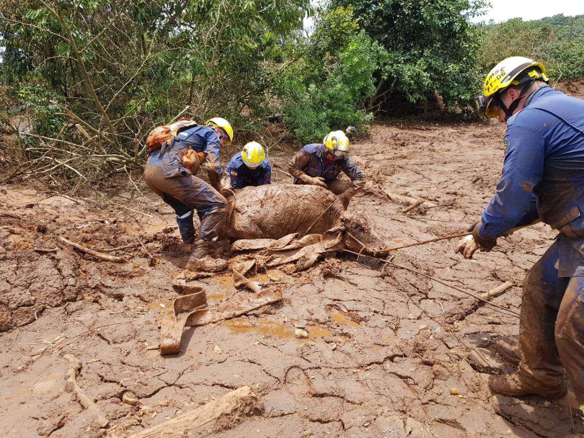 Governo de Minas e Vale negam que lama de barragem chegou ao São Francisco
