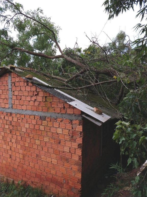 Árvore caiu sobre casa no bairro Serraria, em São José – Corpo de Bombeiros/Divulgação/ND