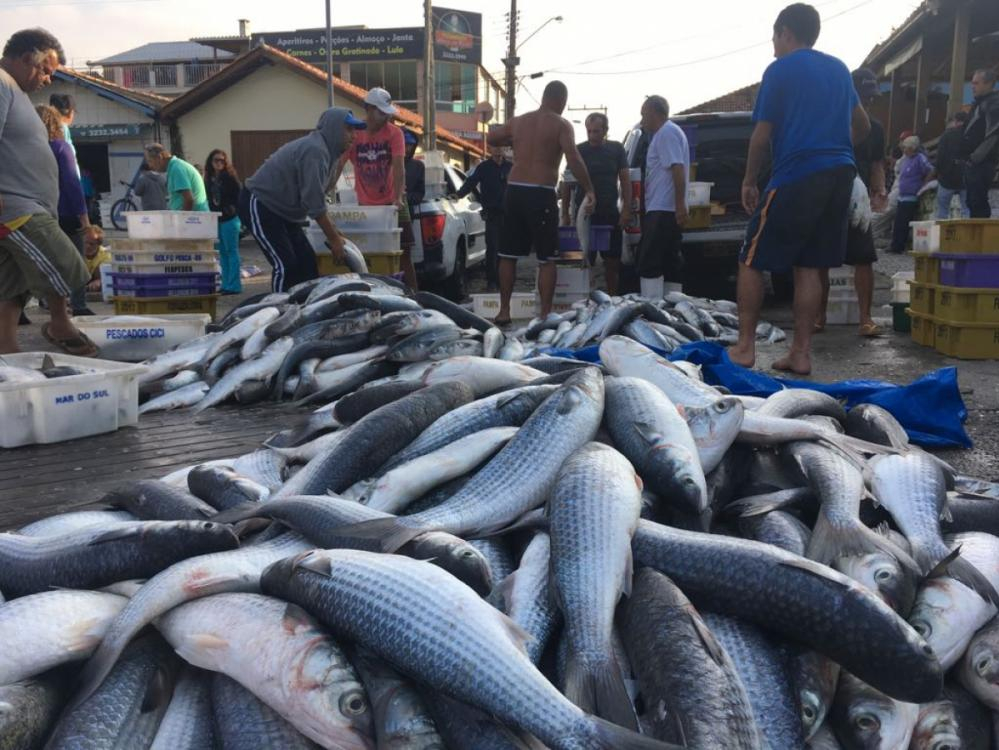 Cerca de 4 toneladas de tainhas foram capturadas na Barra da Lagoa, em Florianópolis - Marco Santiago/ND