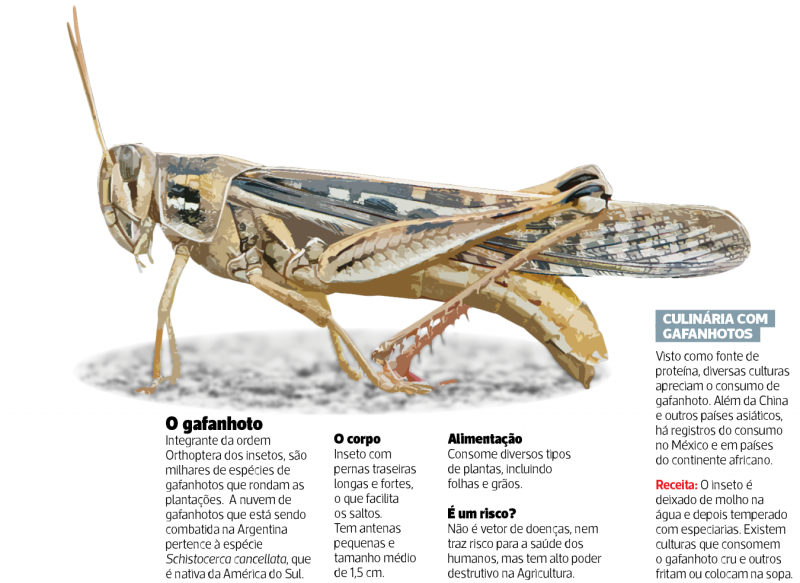 Algumas curiosidades sobre os gafanhotos – Foto: Arte/ND
