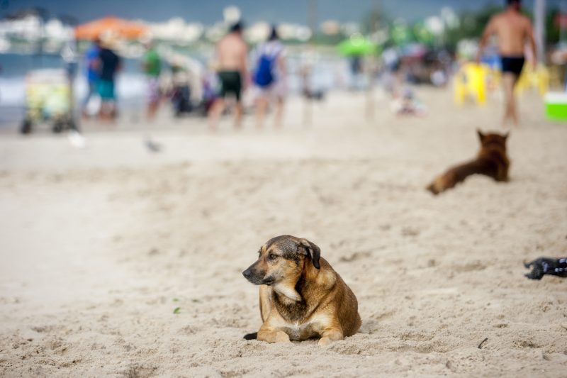 Proposta permite cães vacinados, com chip e acompanhados de tutores em praia