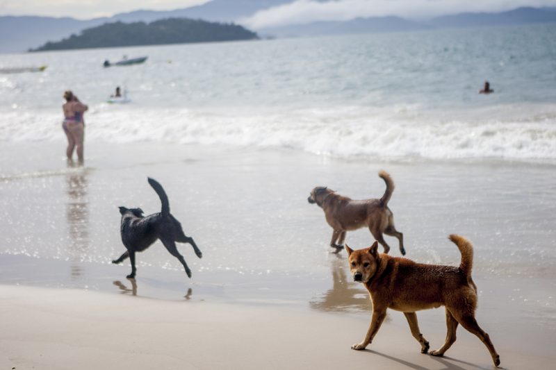 Circulação de cachorros nas praias de Florianópolis