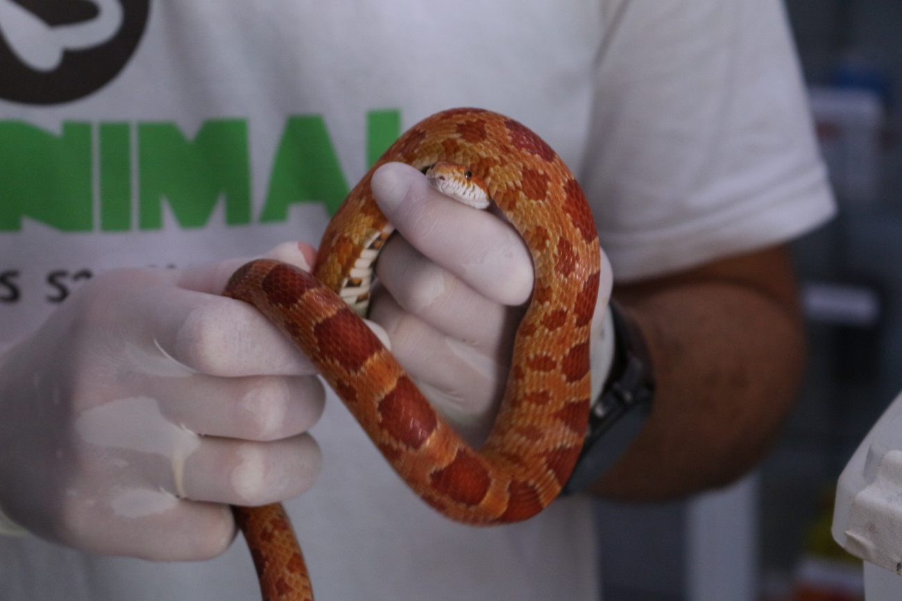 Corn snake, espécie de cobras enviadas por Correios para Florianópolis, é dócil e comum no mundo dos animais de estimação exóticosFoto: 2º Pelotão de Polícia Militar Ambiental