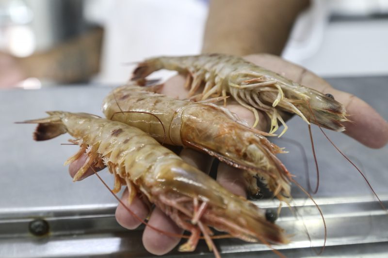 Boa safra do Rio Grande do Sul baixou o pre&ccedil;o do camar&atilde;o e aumentou as vendas – Foto: Anderson Coelho/Arquivo/ND