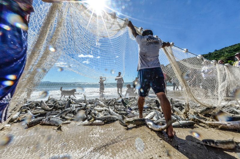 Portaria Que Define Regras Da Pesca De Arrasto De Praia Em Sc Publicada