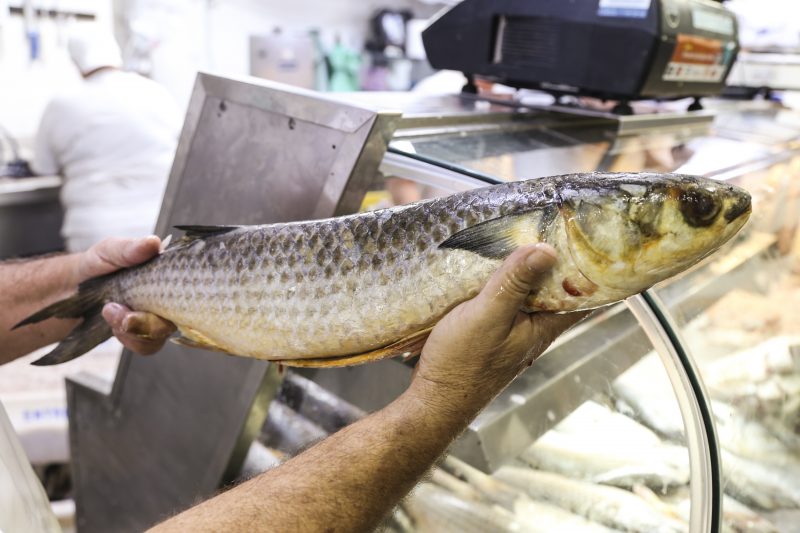 Venda de peixes e frutos do mar aumenta nas peixarias de Florian&oacute;polis com a chegada da P&aacute;scoa – Foto: Anderson Coelho/Arquivo/ND