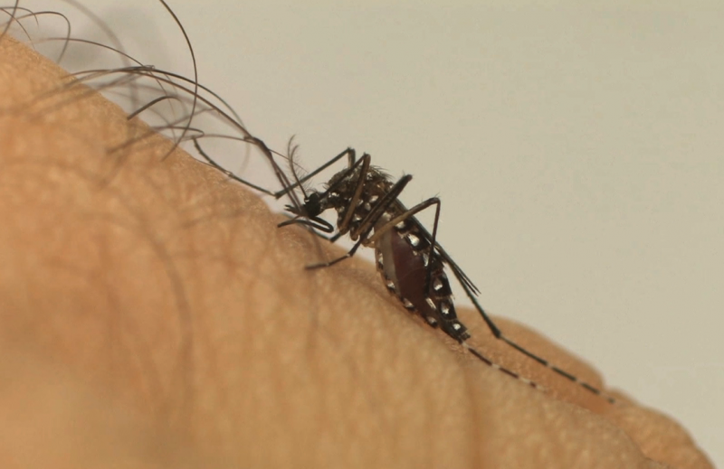 Mosquito Aedes aegypti em um braço