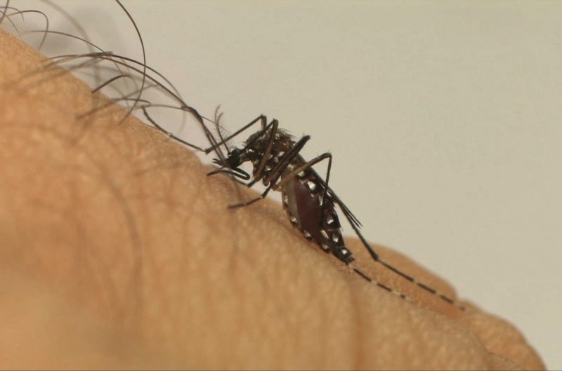 Joinville ultrapassou os dez mil casos de dengue – Foto: Divulgação/Fiocruz