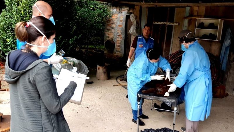 Macaco teve amostras retiradas para investigar causa da morte – Gabriela Recco/Morro da Fuma&ccedil;a Not&iacute;cias