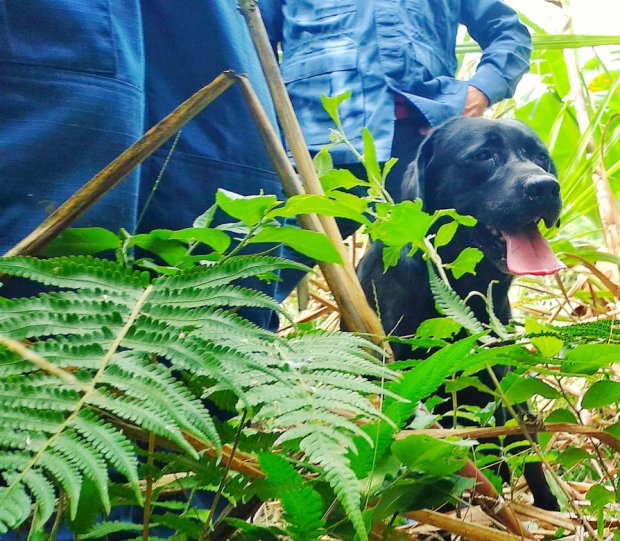 C&atilde;o detectou vitima na regi&atilde;o – Cabo BM Fumagalli / Divulga&ccedil;&atilde;o ND