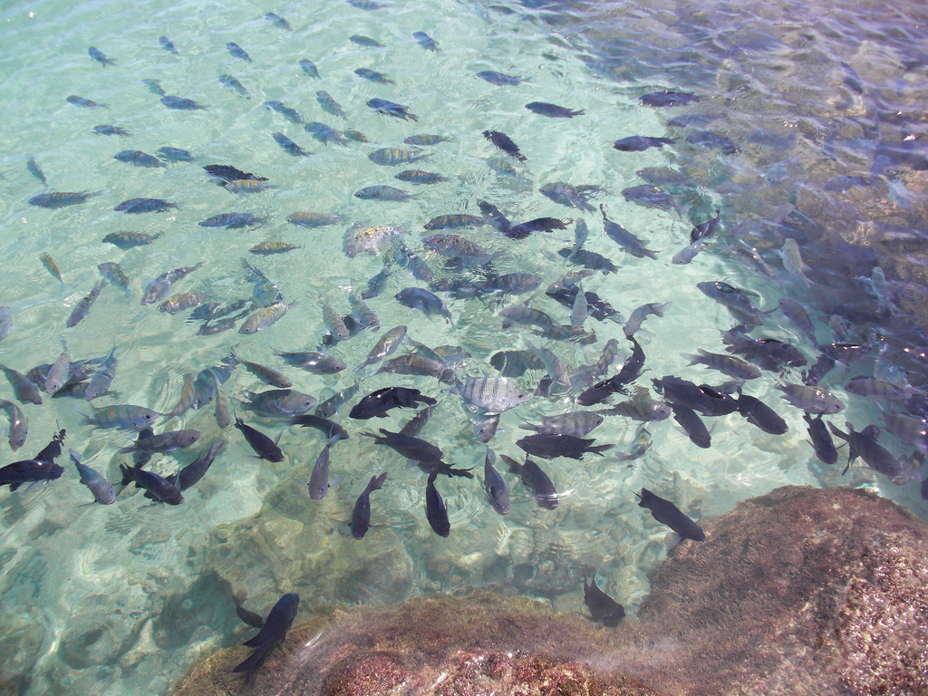 Porto de Galinhas - Caduuu on VisualHunt / CC BY-NC - Caduuu on VisualHunt / CC BY-NC/Rota de Férias/ND