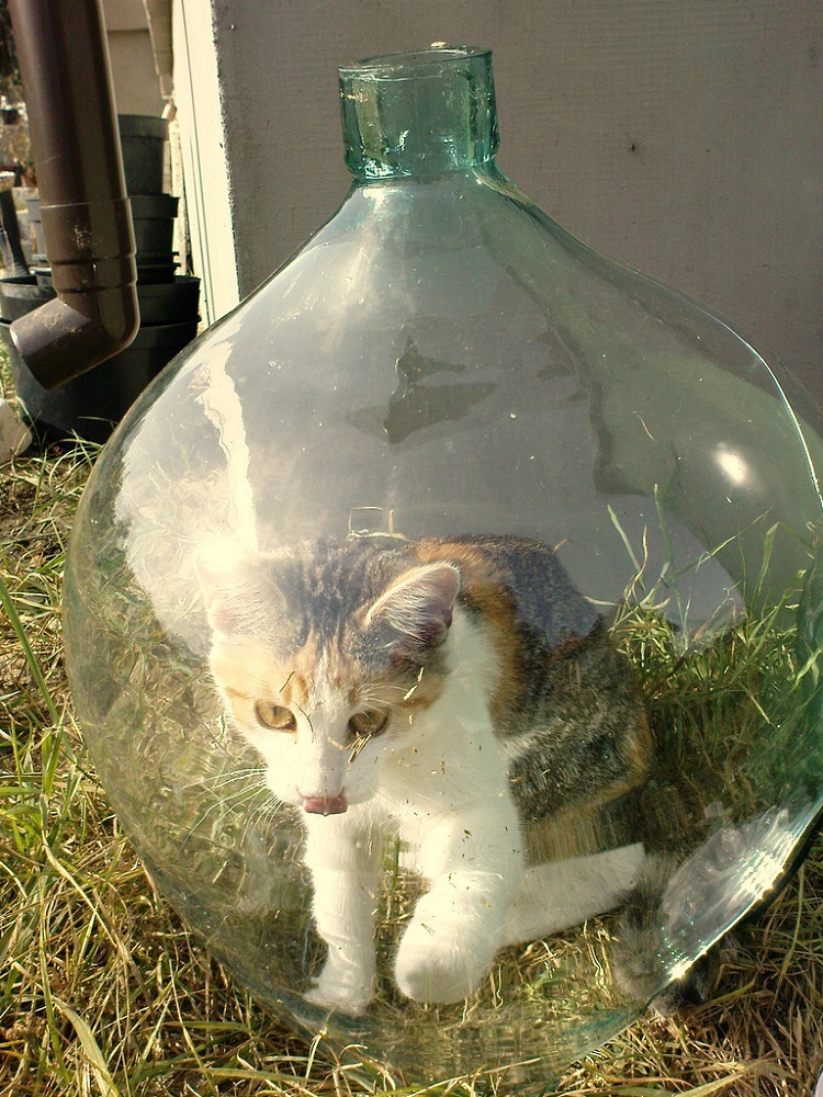 Gatos Bonsai: Em 1999, um e-mail contava a história dos gatos que eram cultivados dentro de garrafas. O boato se espalhou de tal forma que boa parte dos internautas chegou a achar que era verdade. A mensagem dizia que, ao nascer, o animal possui ossos frágeis, por isso pode ser moldado em qualquer formato. Na época, o FBI chegou a investigar o caso a fundo, mas constatou que a história era uma farsa. - Crédito: Reprodução Internet/33Giga/ND