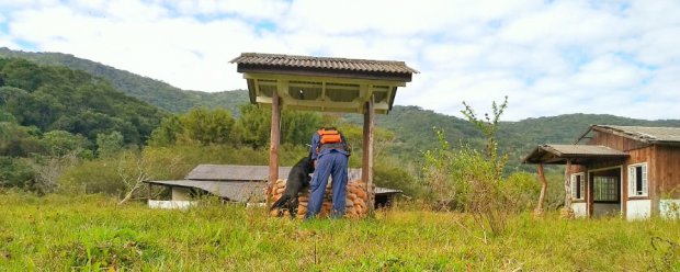 C&atilde;o identifica v&iacute;tima na regi&atilde;o da Caieira – Divulga&ccedil;&atilde;o ND
