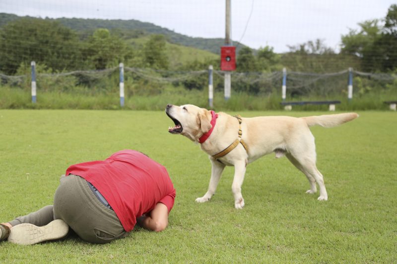 Ao cessar a intera&ccedil;&atilde;o, Ice n&atilde;o hesita em latir: &eacute; o alerta de que uma pessoa foi encontrada. Foto: Anderson Coelho/ND