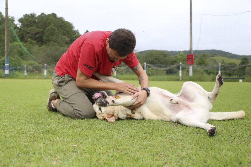 O labrador &eacute; premiado pelo condutor com muito carinho. Foto: Anderson Coelho/ND