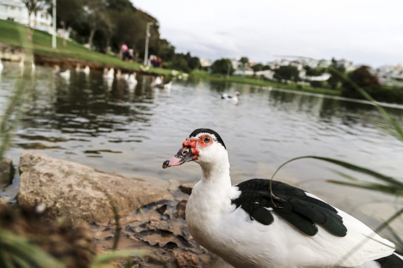 Patos e peixes morreram na lagoa do Pedra Branca – Anderson Coelho/ND