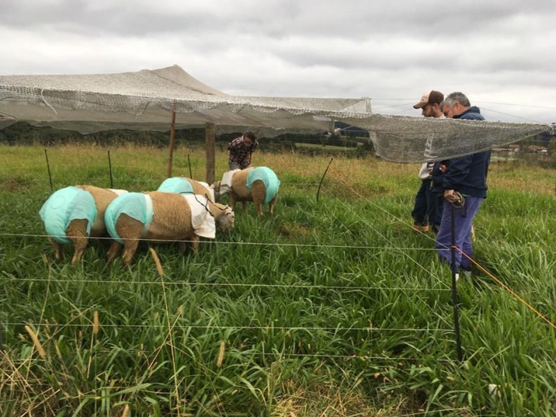 Fraldas servem para medir o quanto de pasto as ovelhas consomem – Epagri/Divulga&ccedil;&atilde;o
