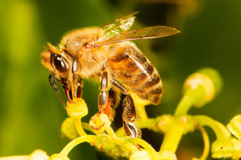 A imagem mostra uma abelha em uma flor.