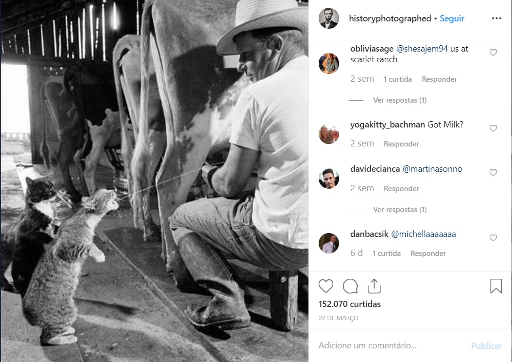 Gatinhos bebendo leite das tetas de uma vaca - Crédito: reprodução/33Giga/ND