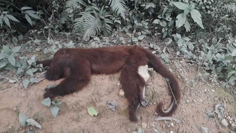25 macacos são encontrados mortos no Alto Vale do Itajaí &#8211; Foto: Gerência Regional de Saúde/Arquivo
